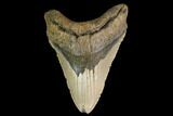 Fossil Megalodon Tooth - North Carolina #147537-1